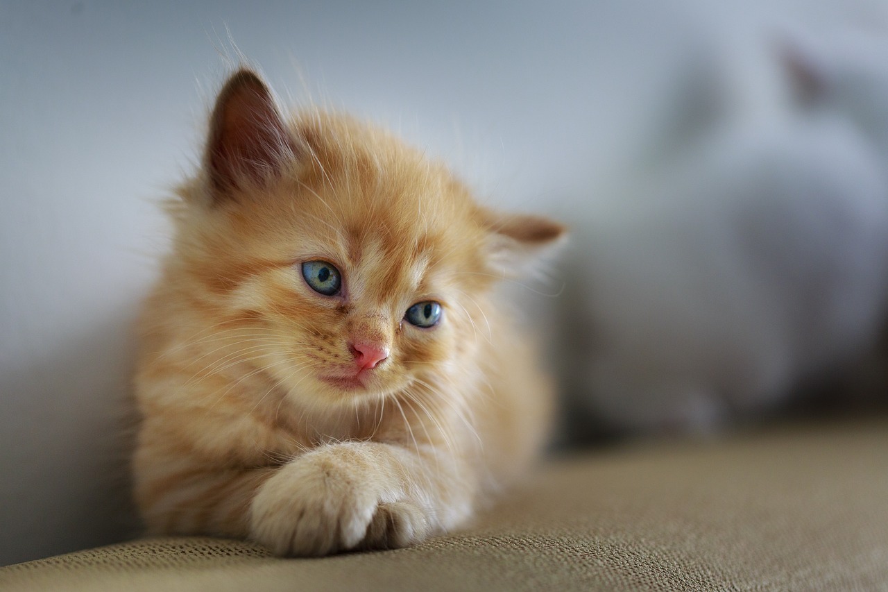 How to Teach Your Cat to High-Five